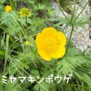 ヒメ日記 2026/08/09 21:46 投稿 片瀬ここみ 華椿