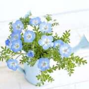 ヒメ日記 2026/04/03 01:31 投稿 朝倉さつき MADAM