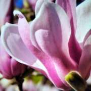 ヒメ日記 2026/04/03 02:46 投稿 朝倉さつき MADAM