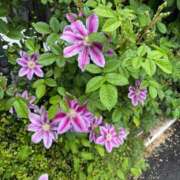 ヒメ日記 2026/04/24 07:16 投稿 朝倉さつき MADAM