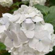 ヒメ日記 2026/06/10 06:46 投稿 朝倉さつき MADAM