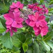 ヒメ日記 2026/06/14 06:16 投稿 朝倉さつき MADAM