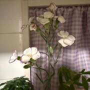 ヒメ日記 2026/07/24 06:31 投稿 朝倉さつき MADAM