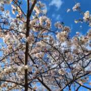 ヒメ日記 2026/04/02 17:46 投稿 仁科ゆりか MADAM