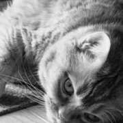 ヒメ日記 2025/12/17 12:16 投稿 藤本らん MADAM