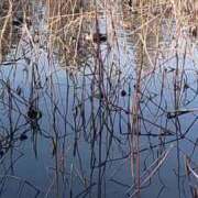 ヒメ日記 2026/01/20 10:31 投稿 藤本らん MADAM