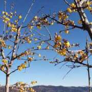 ヒメ日記 2026/01/21 17:16 投稿 藤本らん MADAM