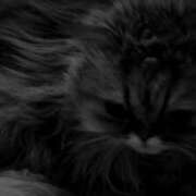 ヒメ日記 2026/02/16 15:01 投稿 藤本らん MADAM