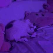 ヒメ日記 2025/12/26 08:31 投稿 桃園ちえ 華椿