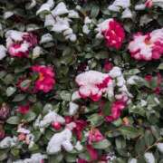 ヒメ日記 2026/02/08 13:16 投稿 奥村みさと MADAM