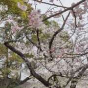 ヒメ日記 2026/04/04 08:46 投稿 奥村みさと MADAM