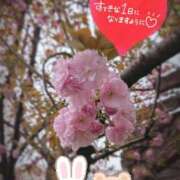 ヒメ日記 2026/04/11 08:31 投稿 奥村みさと MADAM
