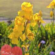 ヒメ日記 2026/05/19 06:16 投稿 奥村みさと MADAM