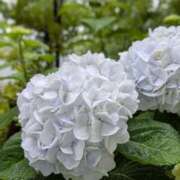 ヒメ日記 2026/06/09 21:31 投稿 奥村みさと MADAM