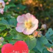 ヒメ日記 2026/10/13 06:16 投稿 奥村みさと MADAM