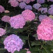 ヒメ日記 2026/06/01 18:16 投稿 ユリナ アリスマリオン