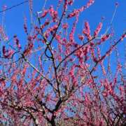 篠崎えりな こんにちは！ MADAM