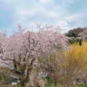 ヒメ日記 2026/04/02 05:31 投稿 篠崎えりな MADAM