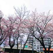 ヒメ日記 2026/04/25 05:31 投稿 五条まみ 華椿