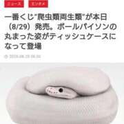 五条まみ 爬虫類両生類 華椿