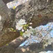 ヒメ日記 2026/04/05 06:01 投稿 永井まゆみ MADAM