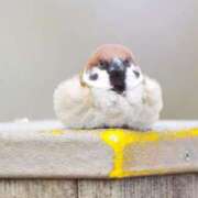 近藤えま \( ¨? )/出勤 華椿