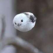 ヒメ日記 2026/02/27 07:16 投稿 近藤えま 華椿