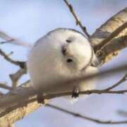 ヒメ日記 2026/03/08 07:01 投稿 近藤えま 華椿