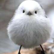 ヒメ日記 2026/03/14 17:16 投稿 近藤えま 華椿