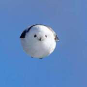 ヒメ日記 2026/03/15 07:01 投稿 近藤えま 華椿