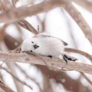 ヒメ日記 2026/03/22 07:16 投稿 近藤えま 華椿