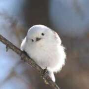 ヒメ日記 2026/04/08 07:01 投稿 近藤えま 華椿