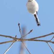ヒメ日記 2026/04/11 17:16 投稿 近藤えま 華椿