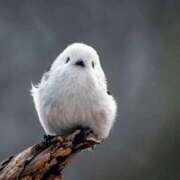 ヒメ日記 2026/04/15 07:16 投稿 近藤えま 華椿