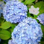 ヒメ日記 2026/07/02 15:01 投稿 近藤えま 華椿