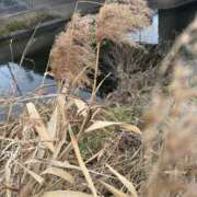 ヒメ日記 2026/01/11 10:46 投稿 安田ほのか MADAM