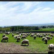 ヒメ日記 2026/01/17 16:31 投稿 安田ほのか MADAM