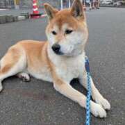 ヒメ日記 2026/01/26 20:16 投稿 安田ほのか MADAM