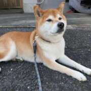 ヒメ日記 2026/01/28 06:01 投稿 安田ほのか MADAM