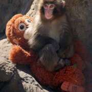 ヒメ日記 2026/02/20 05:31 投稿 安田ほのか MADAM