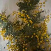 ヒメ日記 2026/02/25 05:31 投稿 安田ほのか MADAM