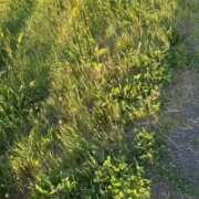 ヒメ日記 2026/03/24 08:46 投稿 安田ほのか MADAM