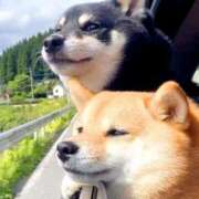 ヒメ日記 2026/04/01 08:46 投稿 安田ほのか MADAM