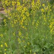 ヒメ日記 2026/04/02 06:31 投稿 安田ほのか MADAM