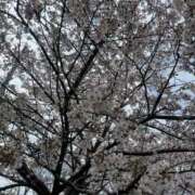 ヒメ日記 2026/04/02 14:01 投稿 安田ほのか MADAM