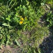 ヒメ日記 2026/04/08 11:31 投稿 安田ほのか MADAM