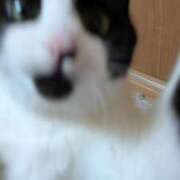 ヒメ日記 2026/04/08 20:46 投稿 安田ほのか MADAM
