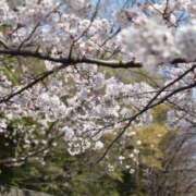 ヒメ日記 2026/04/11 05:31 投稿 安田ほのか MADAM