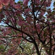 ヒメ日記 2026/04/14 18:46 投稿 安田ほのか MADAM