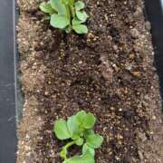 ヒメ日記 2026/04/15 09:46 投稿 安田ほのか MADAM